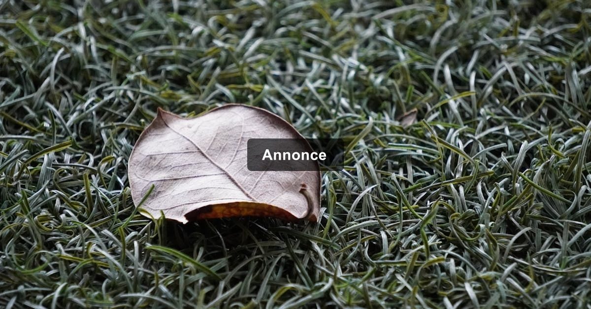 Gratis underholdning online: Hvad kan du få uden at betale?